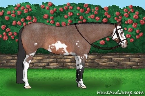 Horse Color:Bay Roan Splash Frame 