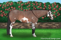 Horse Color:Bay Roan Splash Frame