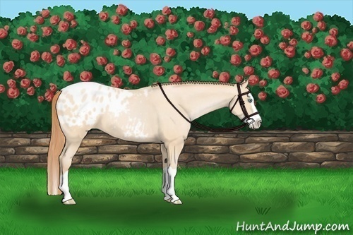 Horse Color:Buckskin Pearl Splash Blanket