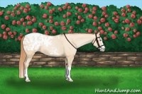 Horse Color:Buckskin Pearl Splash Blanket 