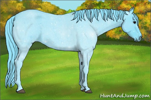 Horse Color:Watercolor Blue Roan 