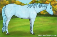 Horse Color:Watercolor Blue Roan 