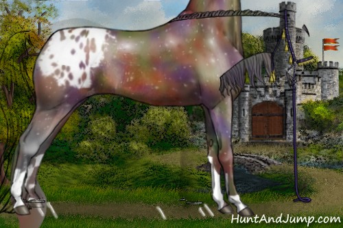 Horse Color:Nacre Bay Sabino Appaloosa Rabicano 