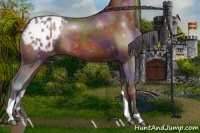 Horse Color:Nacre Bay Sabino Appaloosa Rabicano 