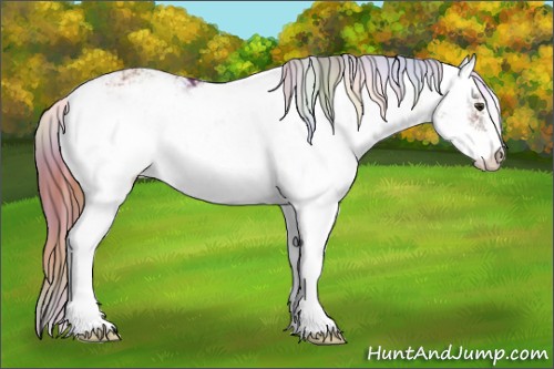 Horse Color:Nacre Chestnut Sabino