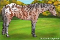 Horse Color:Brown Blanket and Brown Blanket Rabicano
