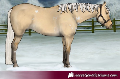 Horse Color:White Spotted Silver Buckskin Dun 