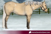 Horse Color:White Spotted Silver Buckskin Dun 