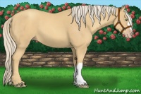Horse Color:Gold Cream Champagne 