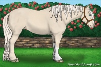 Horse Color:Cremello 