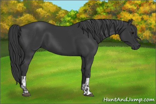 Horse Color:Black  and Black 