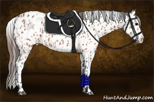 Horse Color:Brown Near Leopard and Brown Near Leopard