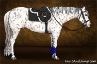 Horse Color:Brown Appaloosa  and Brown Appaloosa 