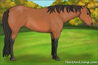 Horse Color:Bay 
