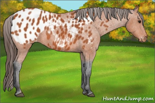 Horse Color:Bay Appaloosa 