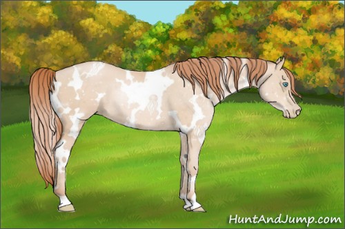 Horse Color:ERROR: UNKNOWN ANOMALY