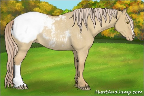 Horse Color:Palomino Dun Appaloosa Rabicano 