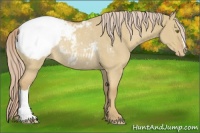 Horse Color:Palomino Dun Appaloosa Rabicano 