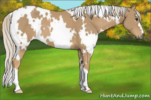 Horse Color:White Spotted Palomino