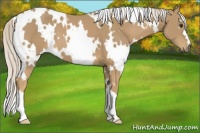 Horse Color:White Spotted Palomino