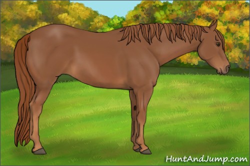 Horse Color:Chestnut 