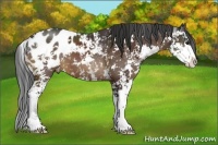 Horse Color:Bay Sabino Appaloosa 