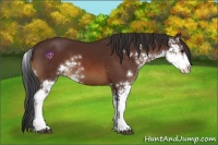 Horse Color:Bay Sabino