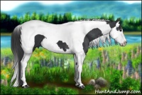 Horse Color:Black Splash Tobiano