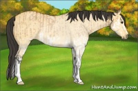 Horse Color:Bay Roan Dun Splash  and Buckskin Roan Dun 