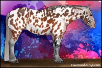 Horse Color:Brown Appaloosa  and Brown Frame Appaloosa 