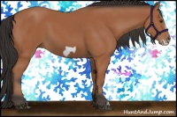 Horse Color:Bay Frame