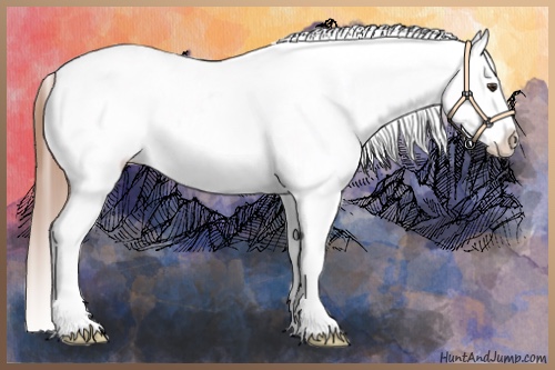 Horse Color:Chestnut Near Leopard 