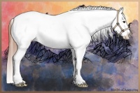 Horse Color:Chestnut Near Leopard 