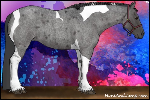 Horse Color:Blue Roan Tobiano 