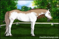 Horse Color:Red Dun Roan Splash Frame Rabicano
