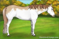 Horse Color:Red Dun Roan Splash Frame Rabicano 