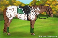 Horse Color:Chestnut Appaloosa 