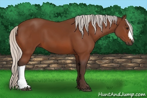 Horse Color:Silver Bay 
