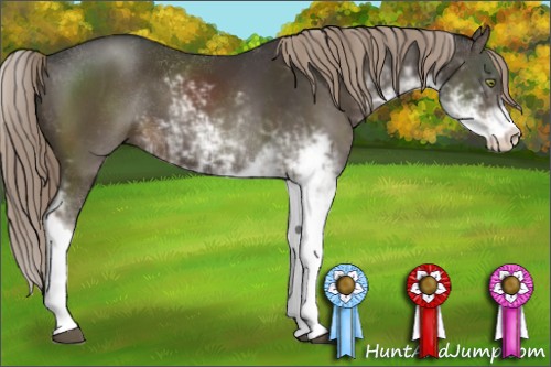 Horse Color:Liver Chestnut Sabino