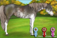 Horse Color:Liver Chestnut Sabino