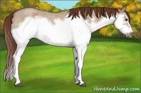 Horse Color:Red Dun Roan Splash Frame Rabicano