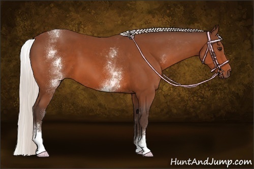 Horse Color:White Spotted Silver Bay Sabino