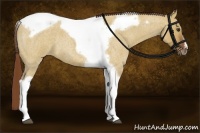Horse Color:Red Dun Roan Splash Tobiano Frame Rabicano