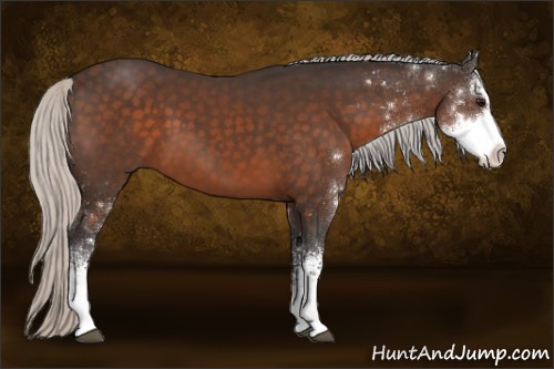 Horse Color:Silver Brown Sabino 