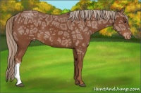 Horse Color:Chestnut Ice Appaloosa 