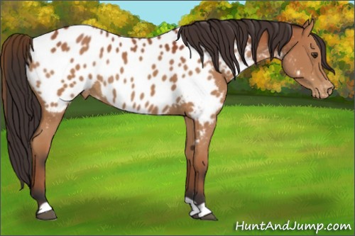 Horse Color:Bay Near Leopard Rabicano 