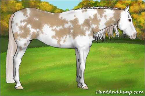 Horse Color:White Spotted Palomino Splash