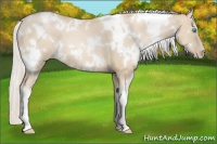 Horse Color:White Spotted Palomino Pearl 