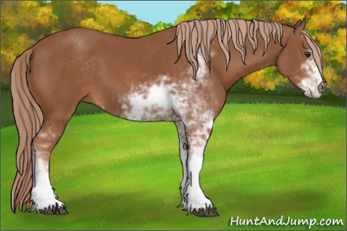 Horse Color:Chestnut Sabino