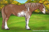 Horse Color:Chestnut Sabino 